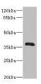 hNT antibody, LS-C676194, Lifespan Biosciences, Western Blot image 