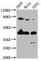 Myostatin antibody, CSB-PA11869A0Rb, Cusabio, Western Blot image 