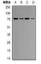 Kelch Like ECH Associated Protein 1 antibody, orb339120, Biorbyt, Western Blot image 