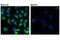Complexin 2 antibody, 28070S, Cell Signaling Technology, Immunofluorescence image 