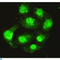 Serine/threonine-protein phosphatase 4 catalytic subunit antibody, LS-C813080, Lifespan Biosciences, Immunocytochemistry image 