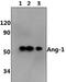 Angiopoietin 1 antibody, PA5-75356, Invitrogen Antibodies, Western Blot image 