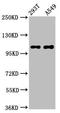 Interactor Of Little Elongation Complex ELL Subunit 2 antibody, orb423088, Biorbyt, Western Blot image 