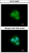 FKBP Prolyl Isomerase 4 antibody, LS-C186302, Lifespan Biosciences, Immunocytochemistry image 