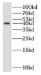 Ribonuclease P/MRP Subunit P40 antibody, FNab07455, FineTest, Western Blot image 