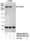 Transformation/Transcription Domain Associated Protein antibody, NB100-58810, Novus Biologicals, Western Blot image 