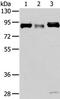 Cullin 4A antibody, TA321259, Origene, Western Blot image 