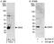 HP1 alpha antibody, A300-877A, Bethyl Labs, Immunoprecipitation image 