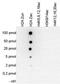 H2A Histone Family Member Z antibody, NBP2-54619, Novus Biologicals, Dot Blot image 