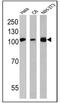 Heat Shock Protein 90 Beta Family Member 1 antibody, NB300-619, Novus Biologicals, Western Blot image 