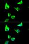 HR1 antibody, LS-C331298, Lifespan Biosciences, Immunofluorescence image 