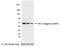 AU1 epitope tag antibody, A190-124A, Bethyl Labs, Western Blot image 