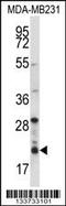 Histone H1.3 antibody, 57-240, ProSci, Western Blot image 