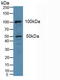 Cytosolic phospholipase A2 antibody, LS-C374176, Lifespan Biosciences, Western Blot image 