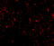Lymphocyte antigen 96 antibody, PM-4845, ProSci Inc, Immunofluorescence image 