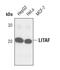 Lipopolysaccharide-induced tumor necrosis factor-alpha factor antibody, PA5-17242, Invitrogen Antibodies, Western Blot image 