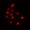 Elongation Factor Tu GTP Binding Domain Containing 2 antibody, orb214890, Biorbyt, Immunofluorescence image 