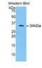 Myosin ID antibody, LS-C295501, Lifespan Biosciences, Western Blot image 