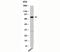 DEAD-Box Helicase 4 antibody, 33-060, ProSci, Western Blot image 