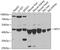 Cysteine desulfurase, mitochondrial antibody, 22-394, ProSci, Western Blot image 