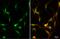 Zinc Finger E-Box Binding Homeobox 2 antibody, GTX129243, GeneTex, Immunofluorescence image 