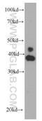 Erk1 antibody, 66192-1-Ig, Proteintech Group, Western Blot image 