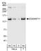 Kinesin-like protein KIF11 antibody, A301-075A, Bethyl Labs, Western Blot image 
