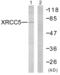 X-Ray Repair Cross Complementing 5 antibody, abx013258, Abbexa, Western Blot image 