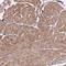 Bone Marrow Stromal Cell Antigen 1 antibody, HPA050121, Atlas Antibodies, Immunohistochemistry frozen image 