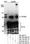 TATA-binding protein-associated factor 2N antibody, NB100-568, Novus Biologicals, Immunoprecipitation image 