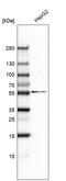 G1 To S Phase Transition 1 antibody, AMAb91376, Atlas Antibodies, Western Blot image 