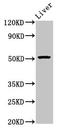 DNA Polymerase Delta 3, Accessory Subunit antibody, CSB-PA617997LA01HU, Cusabio, Western Blot image 