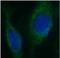 Decorin antibody, FNab02321, FineTest, Immunofluorescence image 