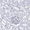 DEF6 Guanine Nucleotide Exchange Factor antibody, HPA038976, Atlas Antibodies, Immunohistochemistry paraffin image 