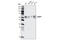 Kelch Like ECH Associated Protein 1 antibody, 4617S, Cell Signaling Technology, Western Blot image 