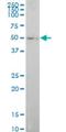 E74 Like ETS Transcription Factor 1 antibody, H00001997-M01, Novus Biologicals, Western Blot image 