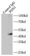 PON antibody, FNab06638, FineTest, Immunoprecipitation image 