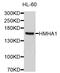 Rho GTPase Activating Protein 45 antibody, abx125534, Abbexa, Western Blot image 