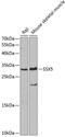 SSX Family Member 5 antibody, 19-288, ProSci, Western Blot image 
