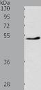Peroxisome Proliferator Activated Receptor Delta antibody, TA322524, Origene, Western Blot image 