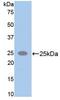 Spectrin alpha chain, brain antibody, LS-C292774, Lifespan Biosciences, Western Blot image 