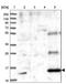 Placenta Associated 8 antibody, NBP1-90721, Novus Biologicals, Immunohistochemistry frozen image 