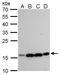 Mitochondrial Ribosomal Protein L42 antibody, GTX120260, GeneTex, Western Blot image 