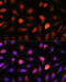 CDK5 Regulatory Subunit Associated Protein 1 antibody, 16-272, ProSci, Immunofluorescence image 