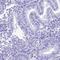 PNMA Family Member 5 antibody, PA5-60796, Invitrogen Antibodies, Immunohistochemistry frozen image 