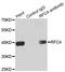 Replication Factor C Subunit 4 antibody, LS-C334086, Lifespan Biosciences, Immunoprecipitation image 