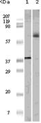 ETS Transcription Factor ELK1 antibody, 32-148, ProSci, Enzyme Linked Immunosorbent Assay image 