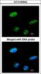 Ras Association Domain Family Member 1 antibody, LS-C185375, Lifespan Biosciences, Immunocytochemistry image 