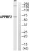 Amyloid protein-binding protein 2 antibody, abx014183, Abbexa, Western Blot image 