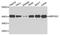 Mitochondrial Ribosomal Protein S22 antibody, A8319, ABclonal Technology, Western Blot image 
